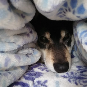 今朝のコロ助の画像