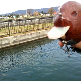 ギル マスカラス!? だっけ!?  スイム動画です。の画像