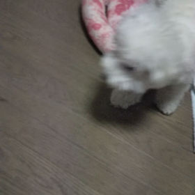 今日のはなちゃん234、モモちゃん190の画像