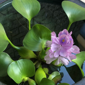 〜咲いた〜の画像