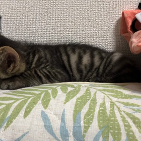 まったりな日曜日の画像