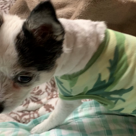 寝てばかりの画像