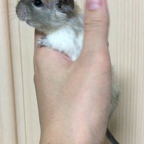 ♡♡癒し♡♡の画像