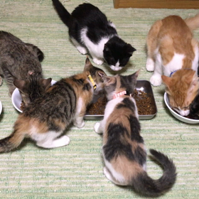 はーい！ごはんだよーの画像