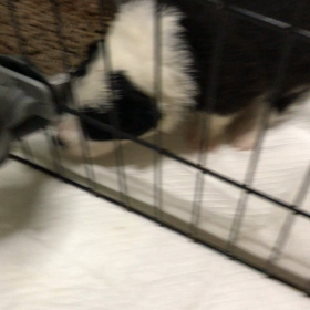 悪戯坊主の画像