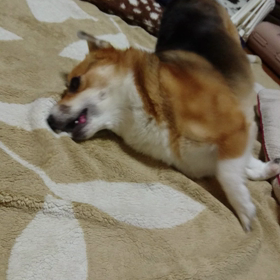 ゴロゴロぶるぶるパタパタの画像