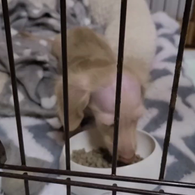 ベイリーお利口にお留守番中の画像