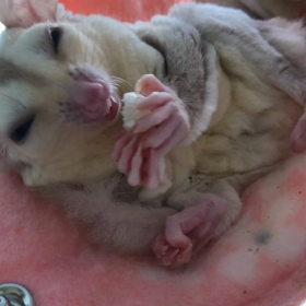 ぽぽちゃん♡の画像