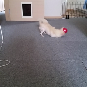 ヒート&水浴びの画像