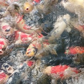 調子いいの画像