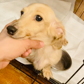 クッキーちゃん、ごちそうさまの舞い？！の画像