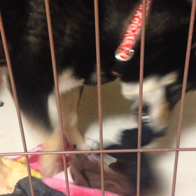 靴下…(⌒▽⌒)の画像