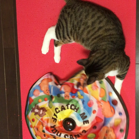 猫おもちゃの画像