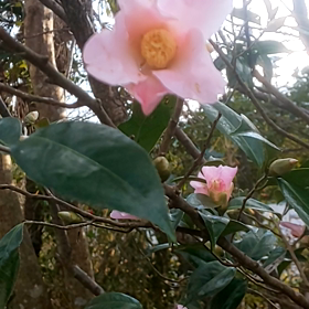 風のようにの画像