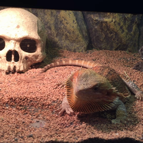 負けじとの画像