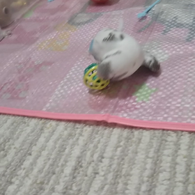 遊ぶくるみの画像