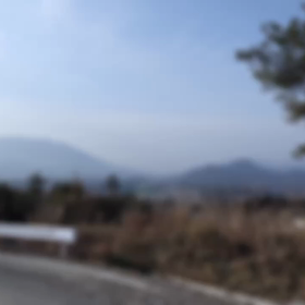 裏山のミツマタの画像