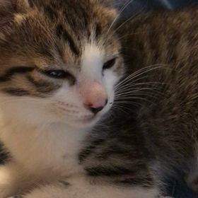 はるたんおひざのうえでの画像