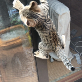 ニンジャ猫〜！の画像