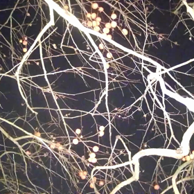 すぎぴたんの事件簿シーズン3　114話（屋根に登る目的は？）の画像