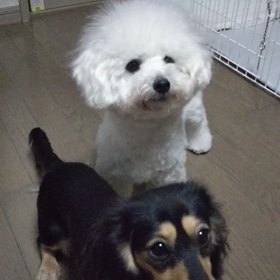 今日のはなちゃん497、モモちゃん453の画像