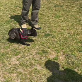 ドッグランの画像