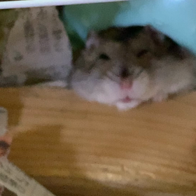 癒しの一コマの画像