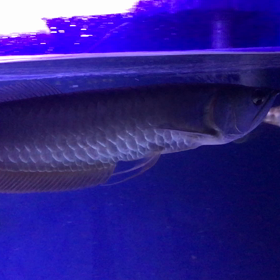 最近寝苦しい日が続いて…の画像