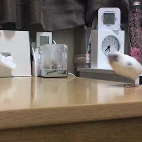 ピノ選手２の画像