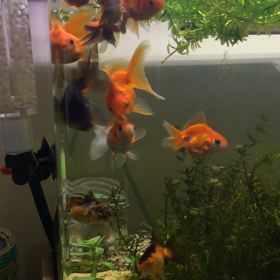 心を鬼にの画像