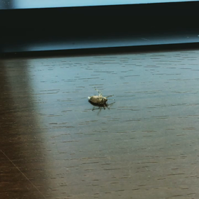 ダンシィンク カメムシの画像