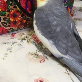 オカメちゃん、おはようごじゃいましゅ！の画像