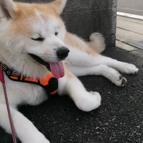 早朝は涼しい、雲って日差しも無い。と思って勇んで散歩開始したものの、未来丸にはだんだん暑さがこたの画像