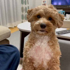 ソファで寝たいっ‼︎の画像