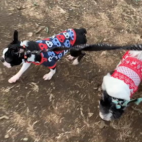 1月29日10わんこと2時間30分遠足　代々木公園の画像