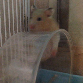 ハムスターの画像