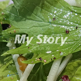 今日のランチの画像