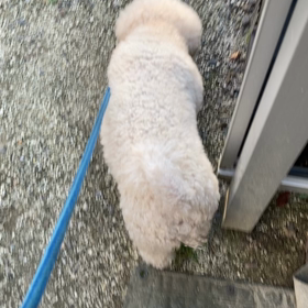 犬です、芋虫じゃありませんの画像