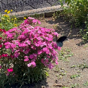 814.   今日も黒蝶のご来訪の画像