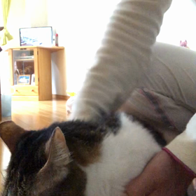 ちょっと痴呆症ぽい母が行方不明に…デールお薬タイム動画の画像