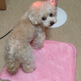 プロフェッショナルな人の画像