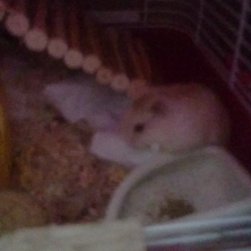 がんばる姿は可愛いの画像