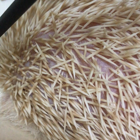 ハリ坊朝太のイビキ？の画像