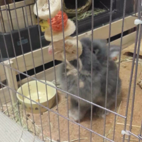 1兎つなひきの画像