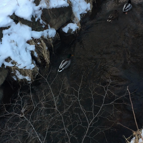 今ここ命の通信の画像