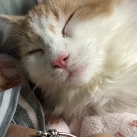 寝落ちするマロ。の画像