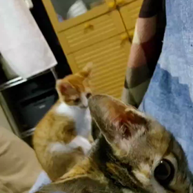 1月14日参加猫連、凛、きなこ、むぎの画像