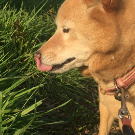 今日のみかん（夕方）の画像