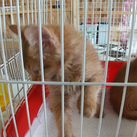 おかあちゃん一時、引き取り休みって約束したじゃんの画像