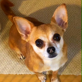 いぬのきもちの画像